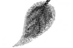 book1leaf