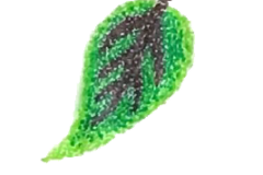 book1leaf